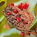 Magnolia Grandiflora