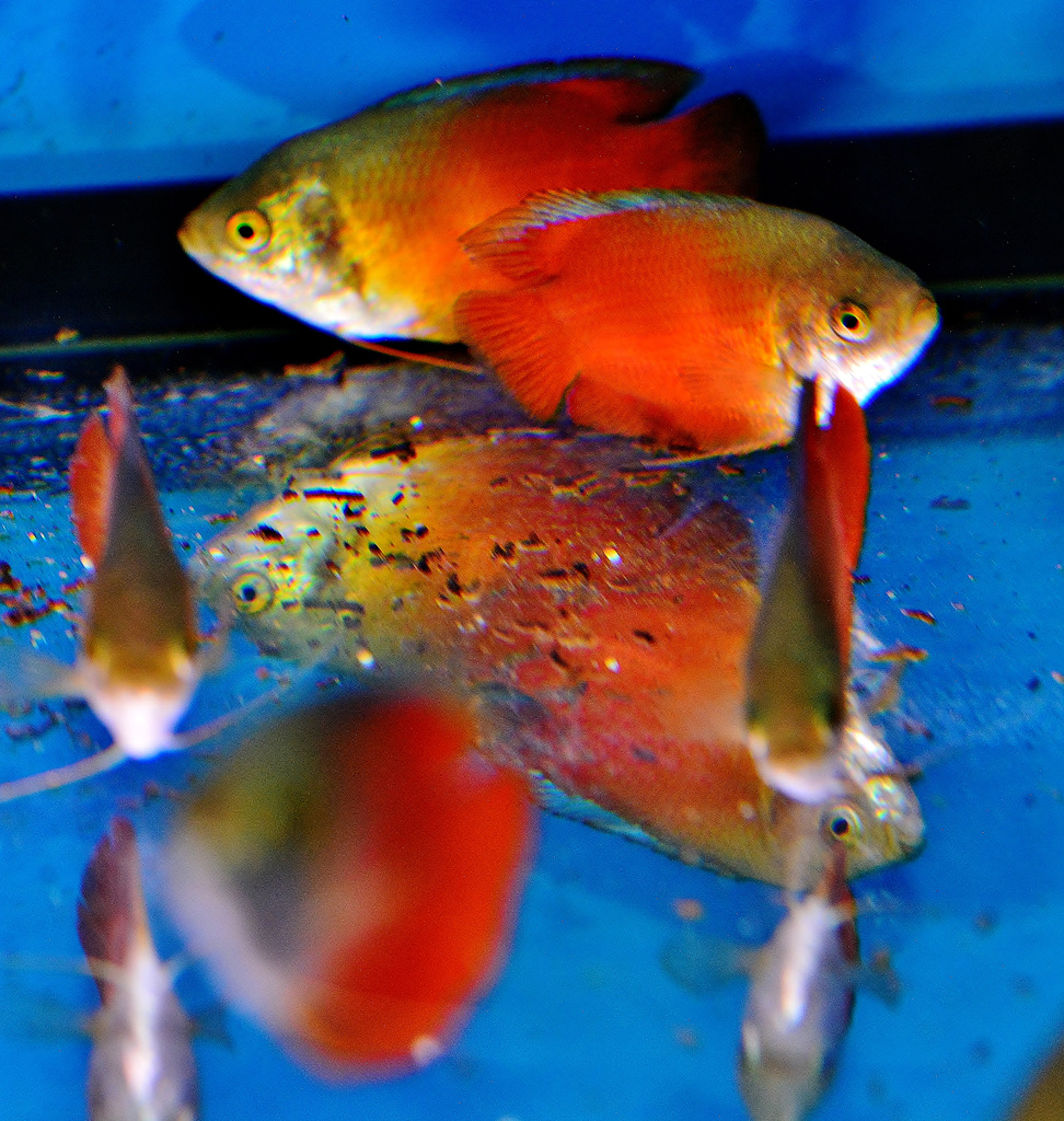 Fuzzy Fish at The Garden Centre