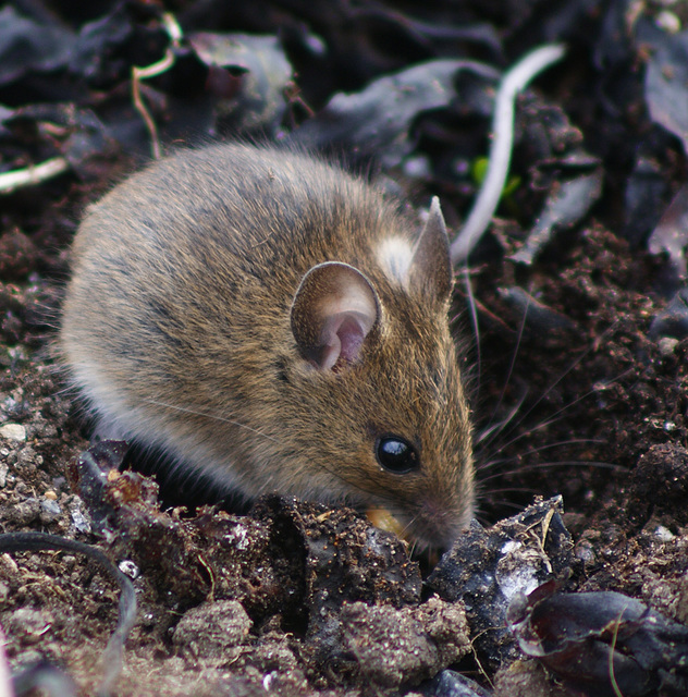 Shetland