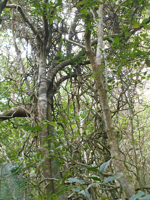 DSCN1293 - figueira-mata-pau Coussapoa microcarpa & tamanqueiro Alchornea triplinervia, Euphorbiaceae