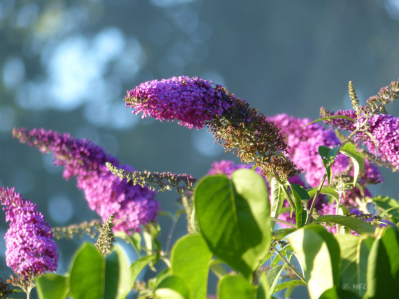 Sommerflieder