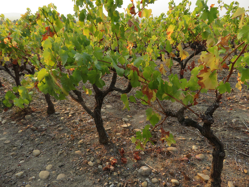 LE VIGNOBLE