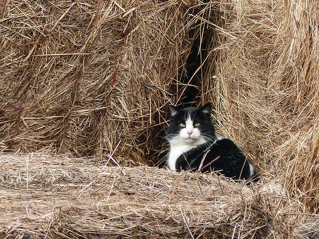 Farm cat in the hay bales