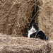 Farm cat in the hay bales