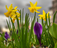 Frühlingserwachen