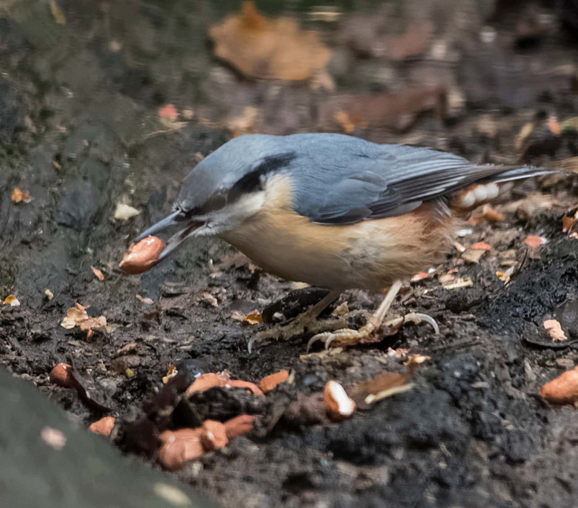 Nuthatch (28)