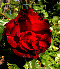 Rose du jardin