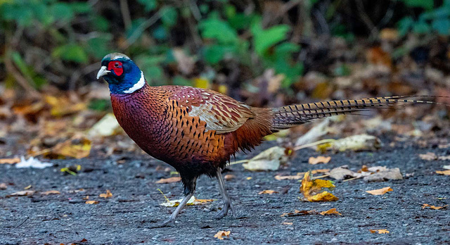 Pheasant