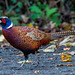 Pheasant