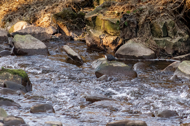 Dipper on Hurst Brook