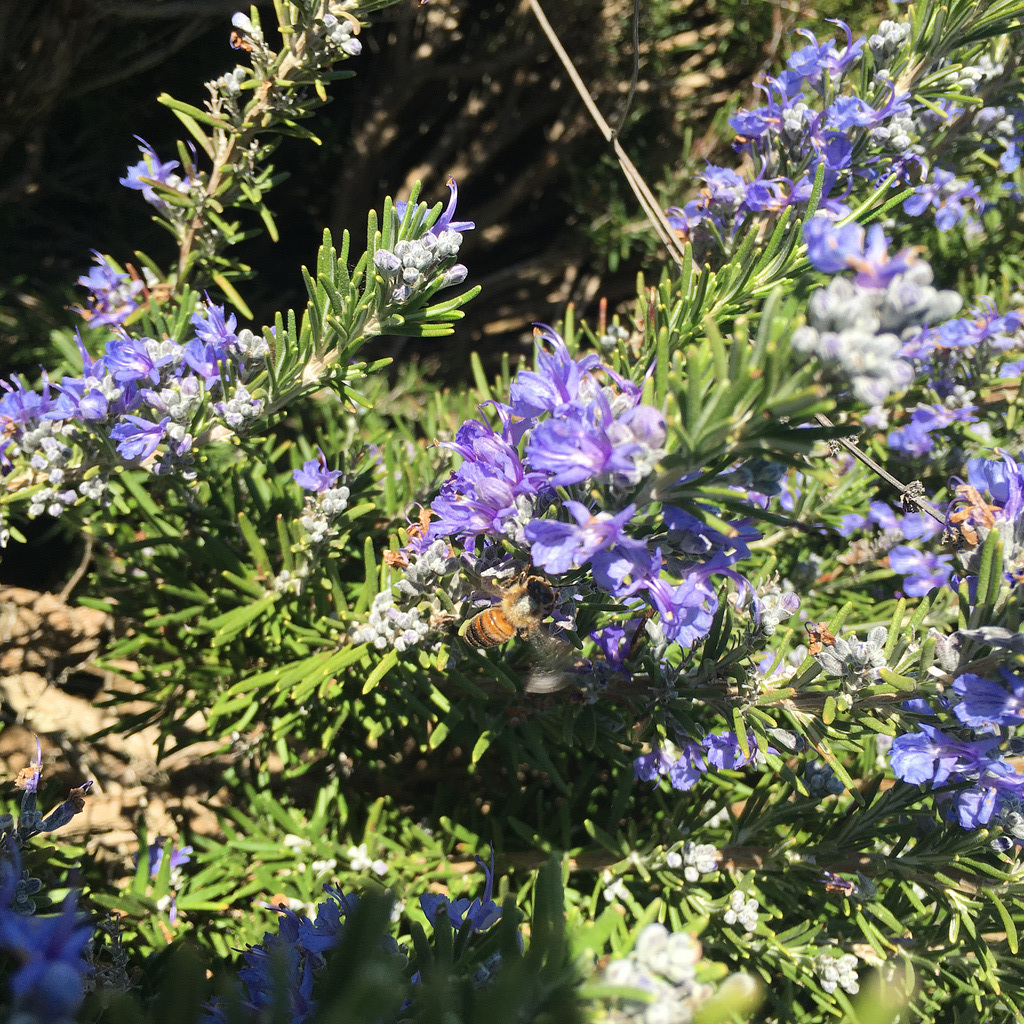 Flowering rosemary.