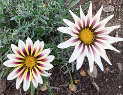 GAZANIA BIS