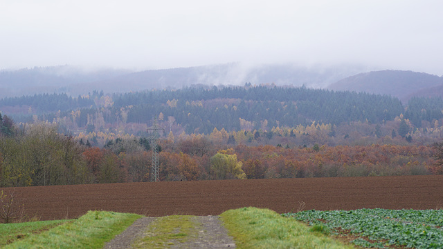 Nebel im Harz