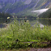 Avalanche Lake