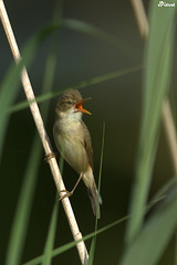 Rousserolle effarvatte