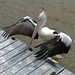 Pelican at Noosa Harbour