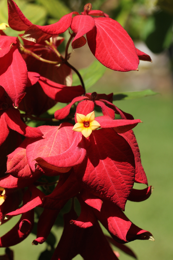 Fleur jaune pour poinsettia rouge