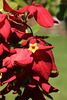 Fleur jaune pour poinsettia rouge