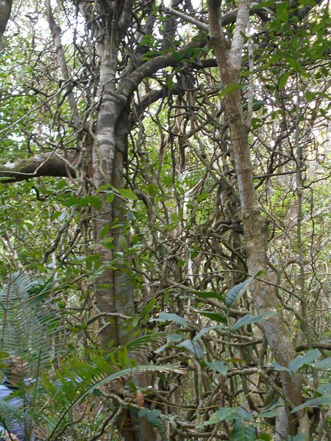 DSCN1294 - figueira-mata-pau Coussapoa microcarpa & tamanqueiro Alchornea triplinervia, Euphorbiaceae DSCN1294 - figueira-mata-pau Coussapoa microcarpa & tamanqueiro Alchornea triplinervia, Euphorbiaceae