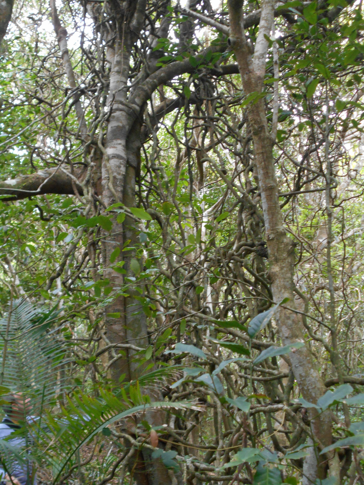 DSCN1294 - figueira-mata-pau Coussapoa microcarpa & tamanqueiro Alchornea triplinervia, Euphorbiaceae