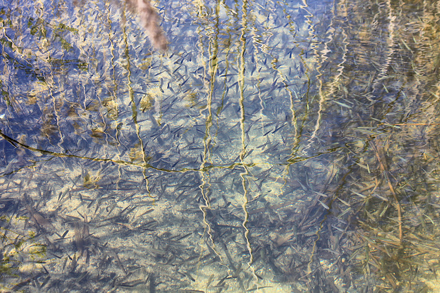 Fischnachwuchs in einem Zufluss des Illmensees