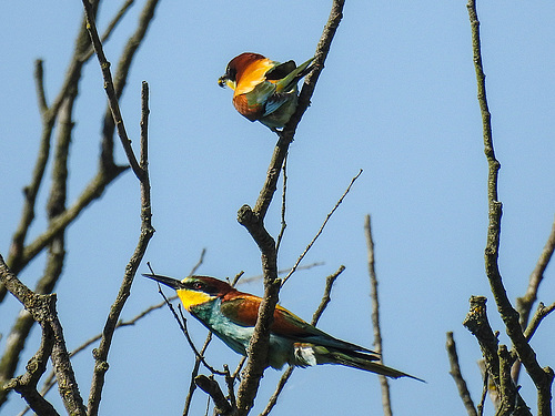 20170519 1629CPw [A+H] Bienenfresser (Merops apiaster), Neusiedler See