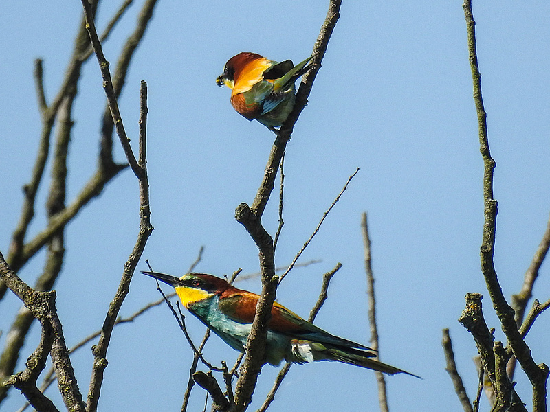 20170519 1629CPw [A+H] Bienenfresser (Merops apiaster), Neusiedler See