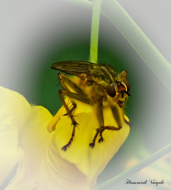 Mücke auf Rabs Blüte