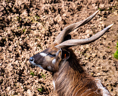 Sitatunga antelope