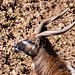 Sitatunga antelope