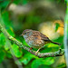 Dunnock