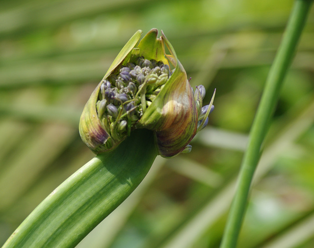 Fasciated Agapanthus flower stem