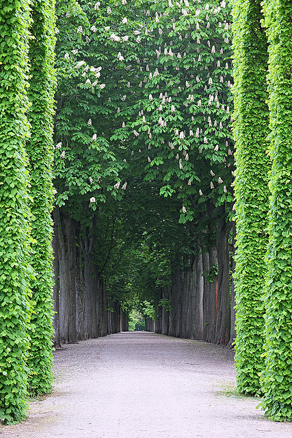 Blick auf Kastanienallée