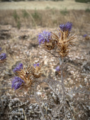 Cynara algarbiensis, Penedos