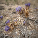 Cynara algarbiensis, Penedos