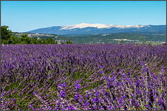 Lavendel vorm Ventoux