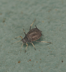 EF7A8233aphid
