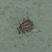 EF7A8233aphid