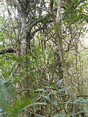 DSCN1295 - figueira-mata-pau Coussapoa microcarpa & tamanqueiro Alchornea triplinervia, Euphorbiaceae