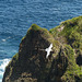 Red-billed Tropicbird, Little Tobago