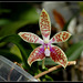 Phalaenopsis corningiana