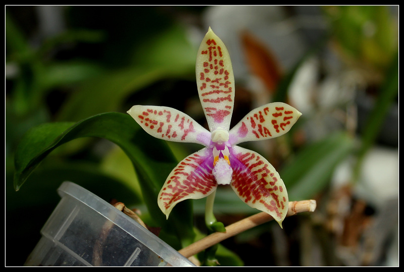 Phalaenopsis corningiana