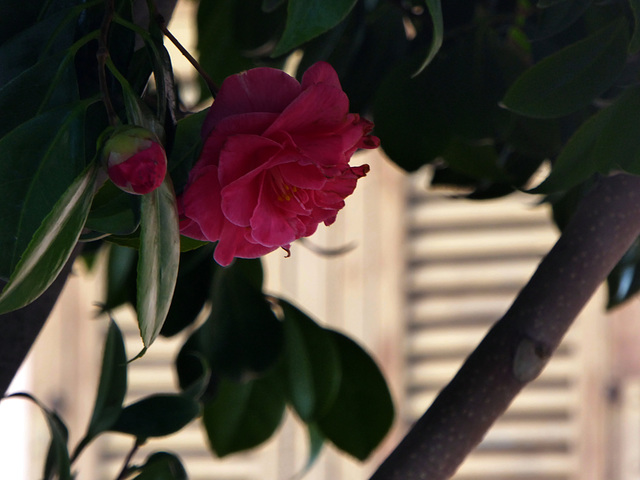 pink camellia