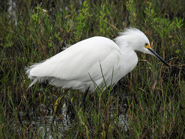 Day 2, Snowy Egret / Egretta thula