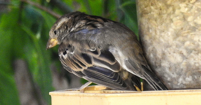 20190826 5509CPw [D~LIP] Vogel,  Bad Salzuflen