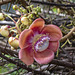 cannonball tree