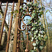 Detail of grade 1 listed gates, Nettleham Hall, Lincolnshire