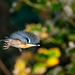 Nuthatch