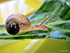 Snail On Silverbeet.