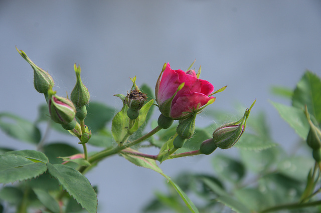 rosebuds